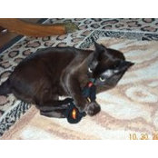 Tehe Altman's photo