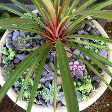 potted plants