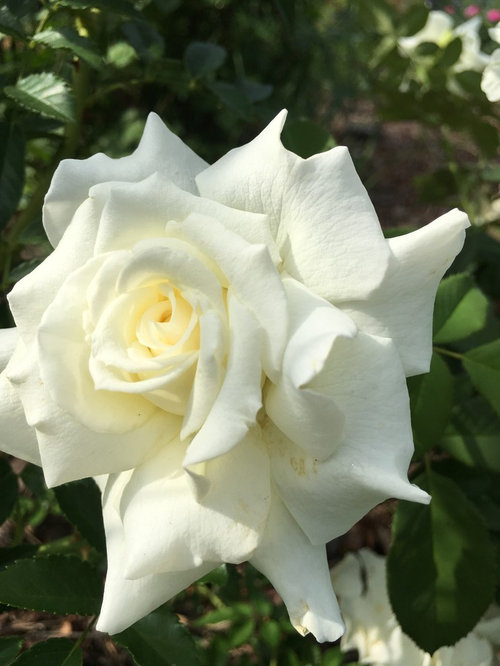 Roses blooming even in constant heat.