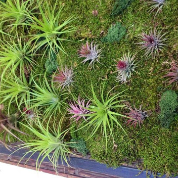 Succulents Indoors for your Interior Spaces
