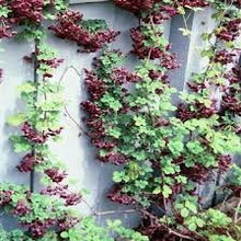 Shade Garden