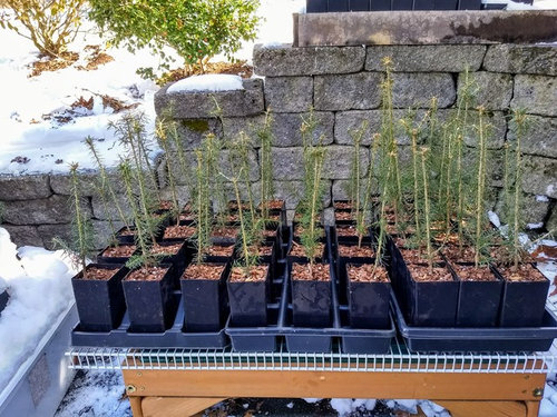 Grafting Understock Source