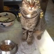 Nanci Kornblatt- Rose's photo