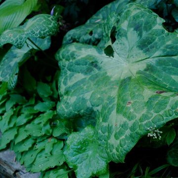 'Spotty Dotty' hybrid mayapple.