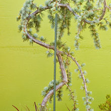 container garden