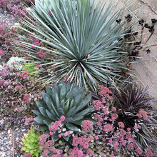 Succulents