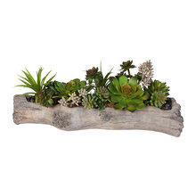 Plants