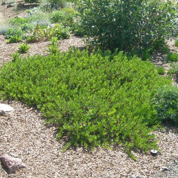 Great Plants For Colorado