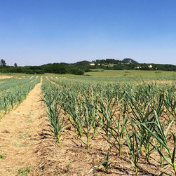 2016 Garlic Harvest - Bulbs And Seeds