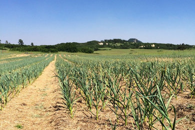 2016 Garlic Harvest