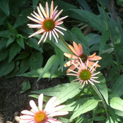 love2gardenncs foto