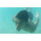 Photo de Kimo Small
