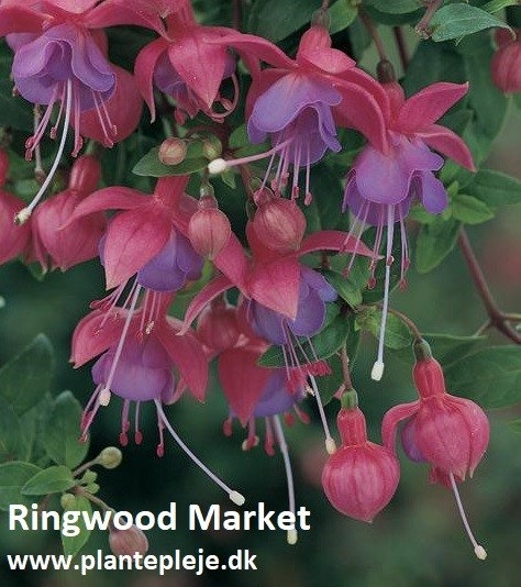 Fuchsia liste 2020 (her ses fotos af en mindre del af de fuchsia vi producere)