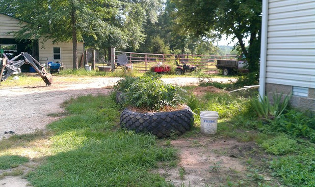 crazy places to grow vegetables.