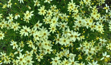 Create a Meadow Effect With ‘Moonbeam’ Coreopsis