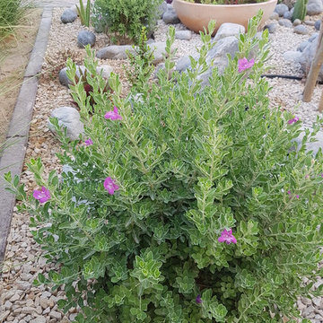 Front Yard Desert Garden and Main Entrance walkway flower beds