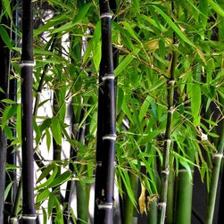 Frost Nursery - Phyllostachys nigra Black Bamboo - Plants