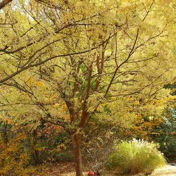 Walnut Creek, CA