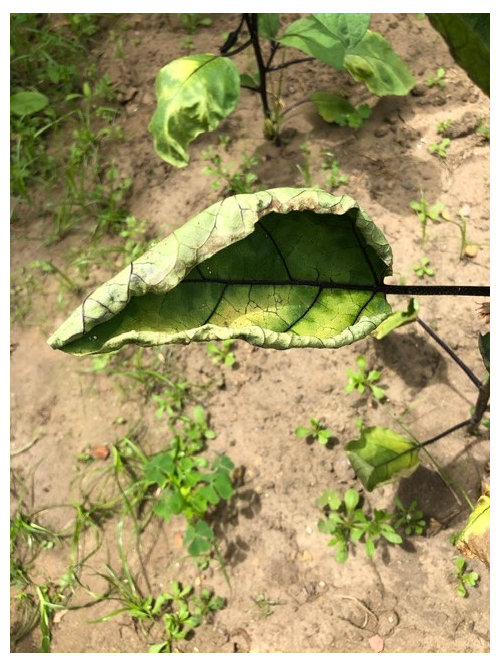 Eggplant leaf curl and discoloration?