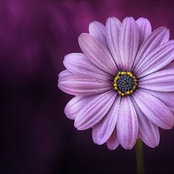 Foto von Shelly Trang