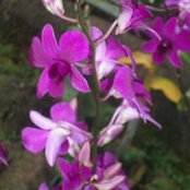 Debra Olley's photo