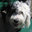 sheepdogplanet