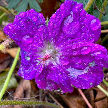 Fine Gardening