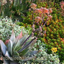 Landscaping - Succulents