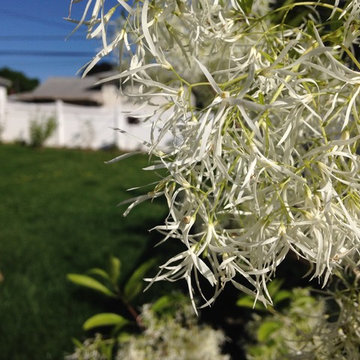 White Fringe Tree