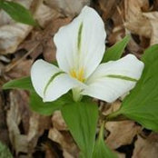 Ann Downie's photo