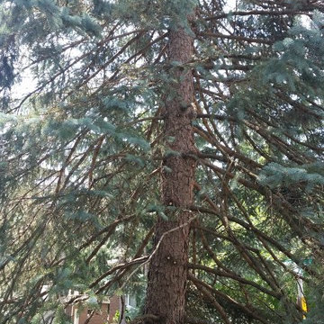 Spruce tree restoration