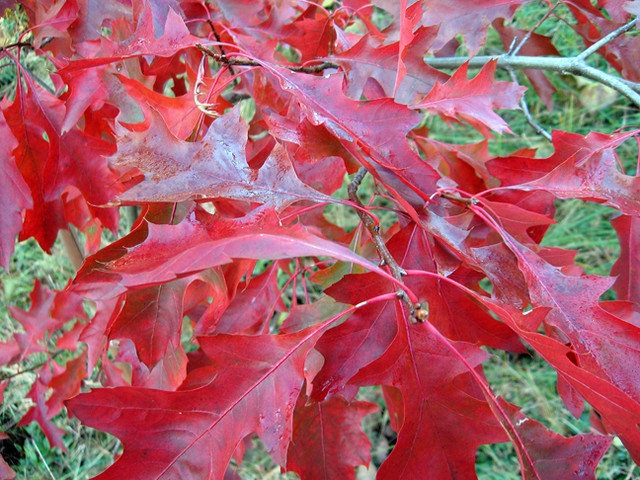 Классический Сад Red oak (Quercus coccinea)