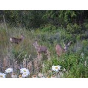 Christine Lowe's photo