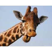 Brandon Steffel's photo