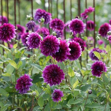 Dahlias