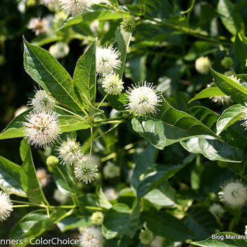 What's New & Hot 2016 | Sugar Shack Buttonbush