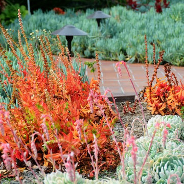 drought tolerant conversion with color