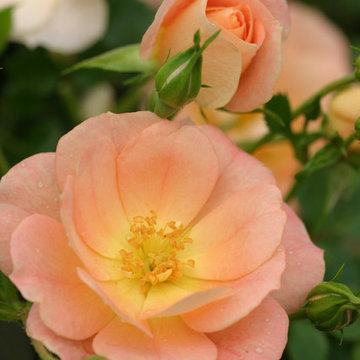 Oso Easy® Peachy Cream Landscape Roses
