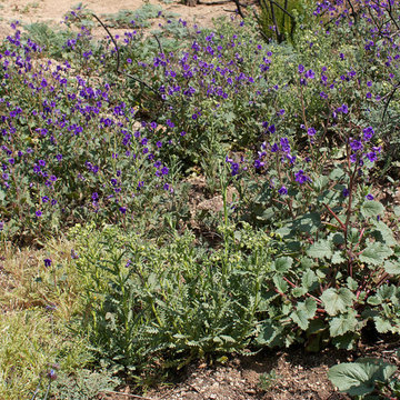 Phacelia Minor