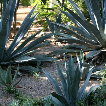 California Spanish