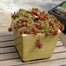 Plants