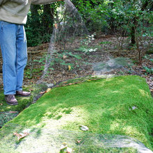 moss garden