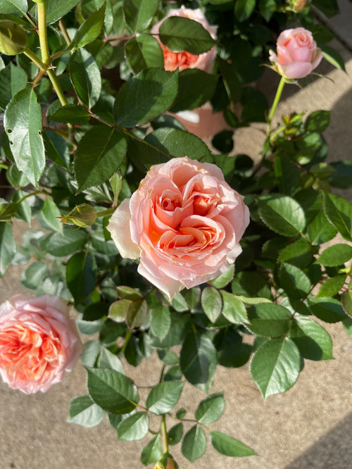 New roses found in walmart