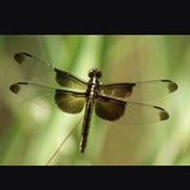 Debbie Thompson-Polignone's photo