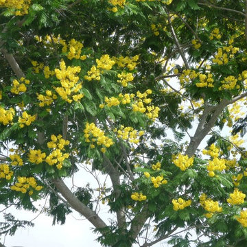 Flowering Trees