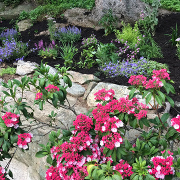 Rock garden in bloom