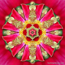 Beguiling Poppy - Prints And Posters