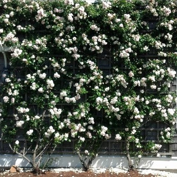 My Landscaping Work