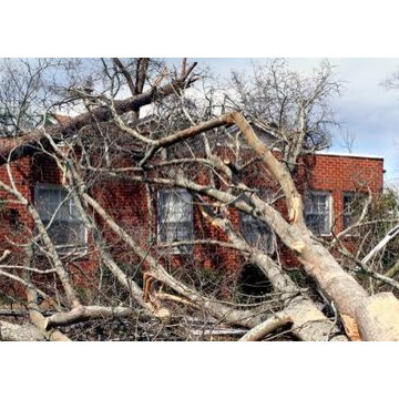 Augusta Tree Removal
