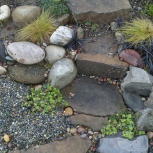sedums next to hose